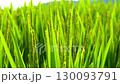 Rice. A large area of rice seedlings growing in the fields of Korea. 130093791