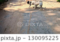 Candid rural life moment of a group of happy local dogs playing together in Mae Kampong village in Chiang mai in Thailand 130095225