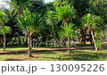 Panning right to a lush green park of Baan Dam Museum with a pathway, tropical trees, and a sunny atmosphere which is a popular tourist attraction in Chiang rai, Thailand 130095226