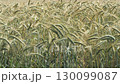 Close Up of Ripening Cereal Crop in Summer Field 130099087