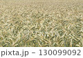 Close Up of Ripening Cereal Crop in Summer Field 130099092