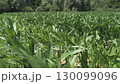 Green Corn Field on a Sunny Summer Day 130099096