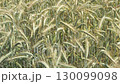Close-Up of Green Rye Spikes Swaying in the Wind on a Summer Day 130099098