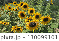 Sunflower Field in Full Bloom on a Bright Summer Day 130099101