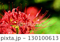 Red spider lilies swaying in the wind 130100613
