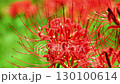Gorgeous and beautiful red spider lilies 130100614