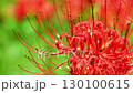 Gorgeous and beautiful red spider lilies 130100615