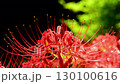 Red spider lilies swaying in the wind 130100616