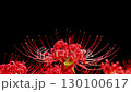 Red spider lilies swaying in the wind 130100617