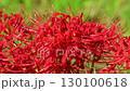 Red spider lilies swaying in the wind 130100618