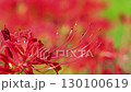 Red spider lilies swaying in the wind 130100619
