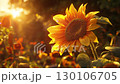 sun and sunflower on sunset in the field abstract autumn yellow nature background 130106705