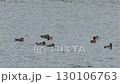 水面を穏やかに泳ぐヒドリガモの群れ 130106763