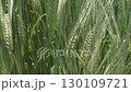 beautiful green rye meadow at sunny evening. close up 130109721