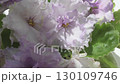 beautiful blossom of violet african violet (senpolia) home domestic flower. 130109746