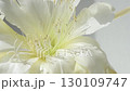 white -yellow core flower of cactus blooming at sunny day. macro 4k footage 130109747