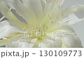 white -yellow core flower of cactus blooming at sunny day. macro 4k footage 130109773
