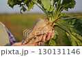 Fresh sugar beet harvest in field 130131146