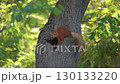 A Squirrel Joyfully Playing on a Tree Branch in the Heart of a Lush and Vibrant Forest 130133220