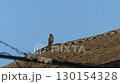 青空と瓦屋根、飛び立つ一羽のイソヒヨドリ 130154328