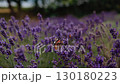 Red admiral butterfly gracefully flying over vibrant lavender field, delicately sipping nectar from purple blossoms under bright summer sunlight. Red admiral butterfly gliding across lavender field 130180223