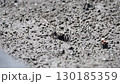 Yamato sagani eating food 130185359