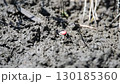 Fiddler crab eating food 130185360