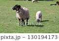 sheep and lamb in the field 130194173