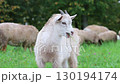 white sheep in the field	 130194174