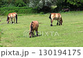 Horses grazing grass in the field 130194175