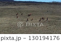 horses on the meadow	 130194176