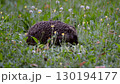 hedgehog in the grass	 130194177