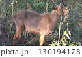 close up of a brown goat	 130194178