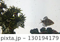 aquarium with fish and small tree 130194179