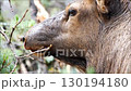 close up of a brown goat	 130194180