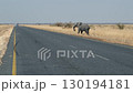elephant crossing road	 130194181