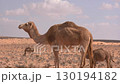 camel in the desert	 130194182