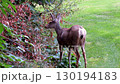 red deer in the woods	 130194183