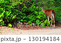 Red Deer eating grass  130194184