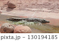 crocodile in the desert	 130194185