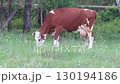 cows in a field	 130194186