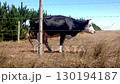 cows run in a field	 130194187