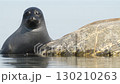 A Charming Seal Enjoys Its Relaxing Time on a Rock by the Waters Edge 130210263
