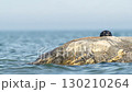 A seal is peacefully resting on a rock by the ocean, enjoying the sun 130210264