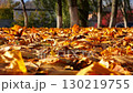 Close up view of empty autumn park at sunset. Brown maple leaves lying on lawn outdoor. Wind blowing through colorful foliage on the ground at parkland. Low view Slow motion 130219755