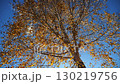 View to tree top of birch with yellow maple leaves at sunny autumn day. Branches with lush foliage gently swaying in wind with sunlight at background. Beautiful colorful fall season. Low view 130219756