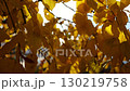 Golden branches of birch gently swaying in wind with bright sunlight at background. Autumn yellow foliage swinging on breeze at parkland. Beautiful colorful fall season. Slow motion 130219758