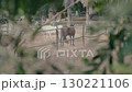 Horses in a paddock filmed through tree branches. 130221106