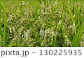 Rural landscape, August rice ears swaying in the wind 130225935