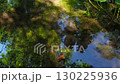 The water surface of a biotope in the forest 130225936